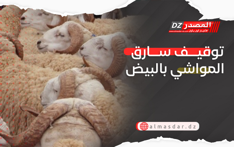 توقيف سارق المواشي بالبيض