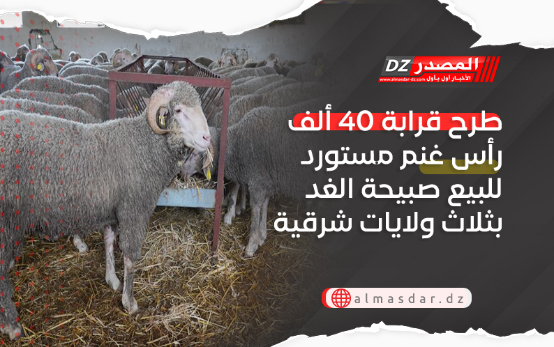 طرح قرابة 40 ألف رأس غنم مستورد للبيع صبيحة الغد بثلاث ولايات شرقية
