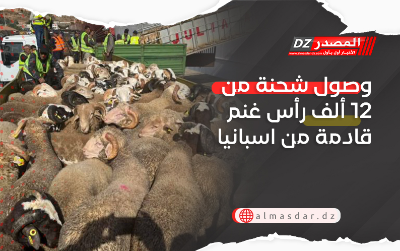 وصول شحنة من 12 ألف رأس غنم قادمة من اسبانيا