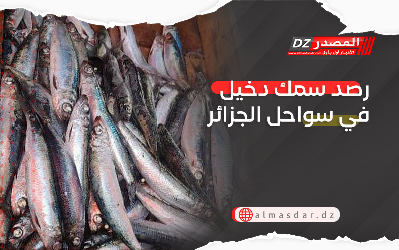 رصد سمك دخيل في سواحل الجزائر